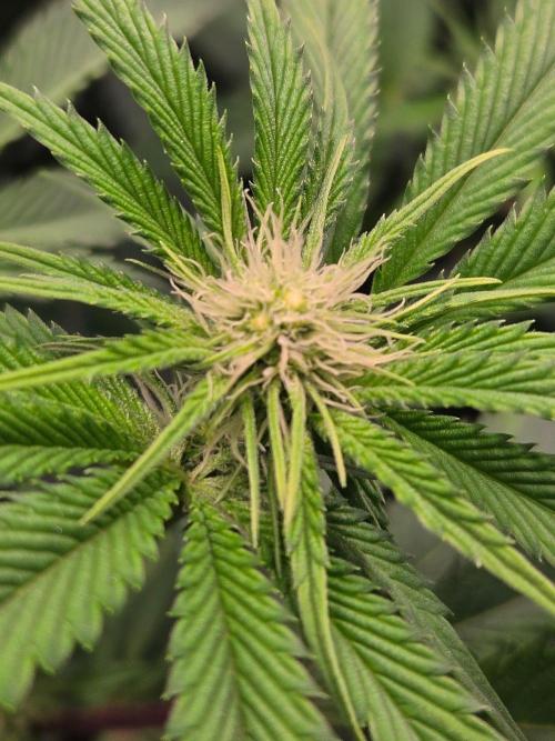 Sour G R1-Ethos. Week 10