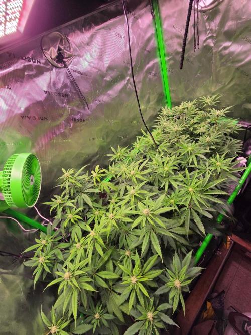 Sour G R1-Ethos. Week 10