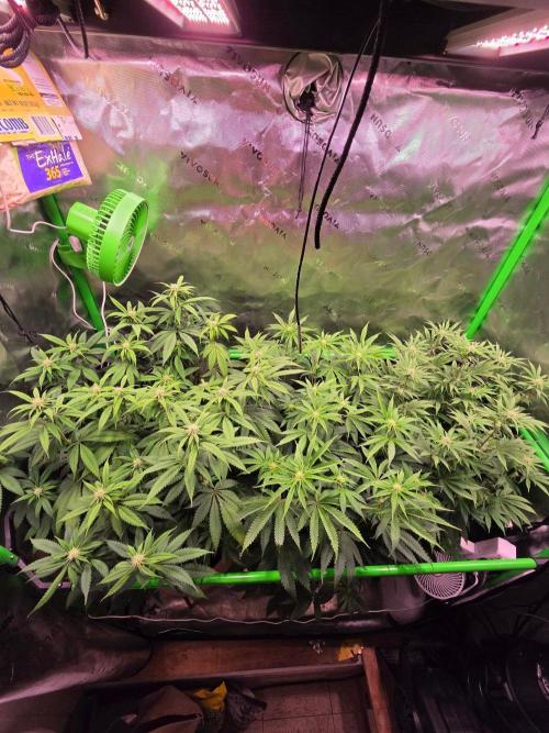 Sour G R1-Ethos. Week 10