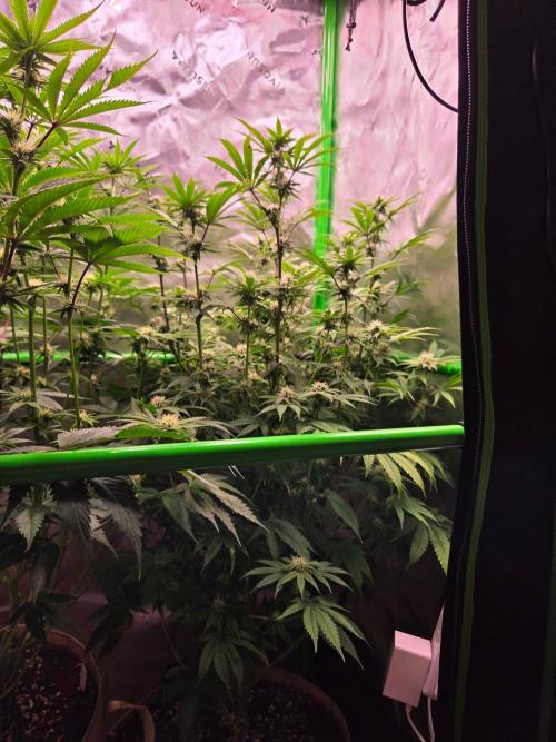 Zkittles X Chama!-Ethos. Week 11