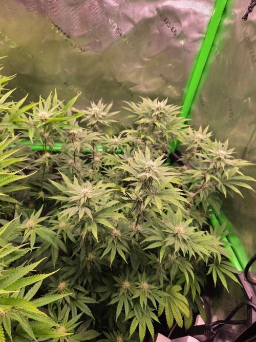 Zkittles X Chama!-Ethos. Week 11