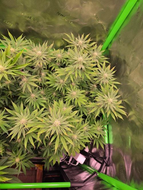 Zkittles X Chama!-Ethos. Week 11