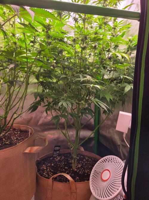 Zkittles X Chama!-Ethos. Week 11