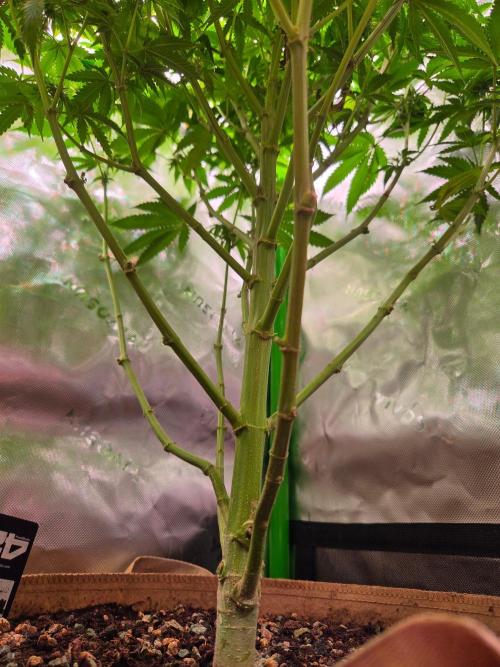 Zkittles X Chama!-Ethos. Week 11