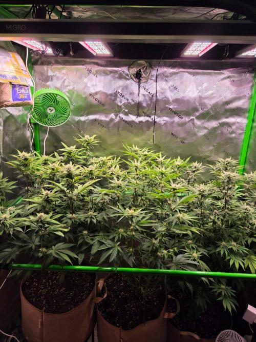 Zkittles X Chama!-Ethos. Week 11