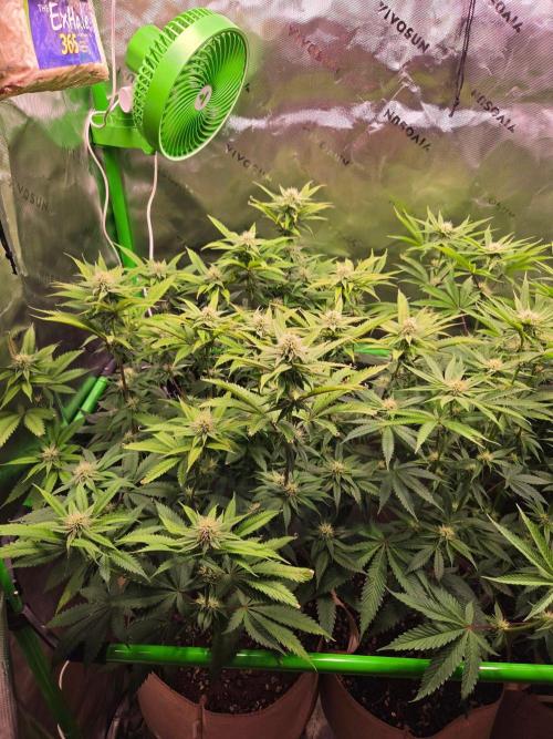 Sour G R1-Ethos. Week 11