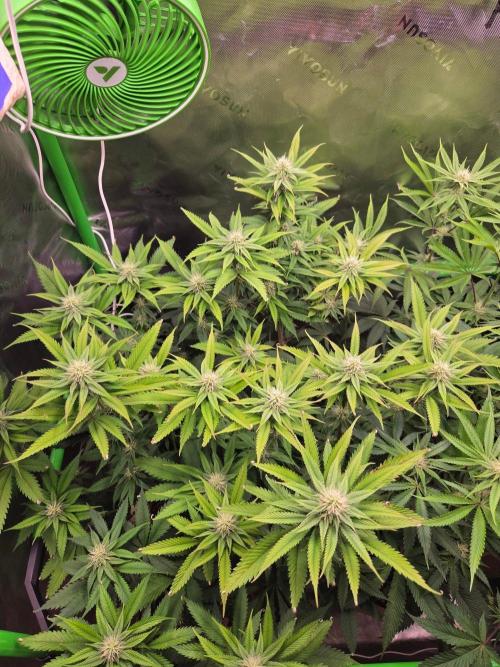 Sour G R1-Ethos. Week 11