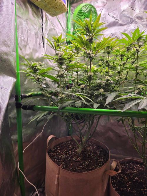 Sour G R1-Ethos. Week 11