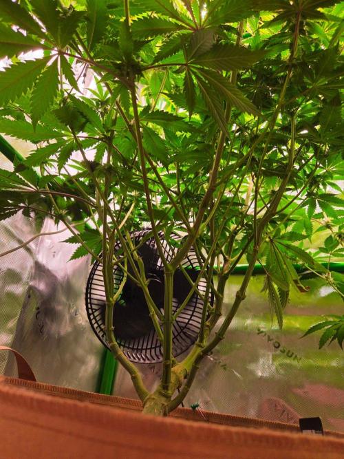 Sour G R1-Ethos. Week 11