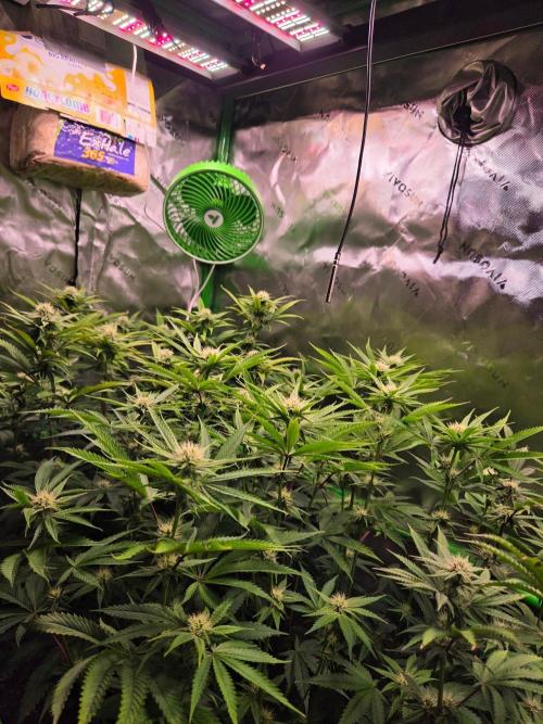 Sour G R1-Ethos. Week 11