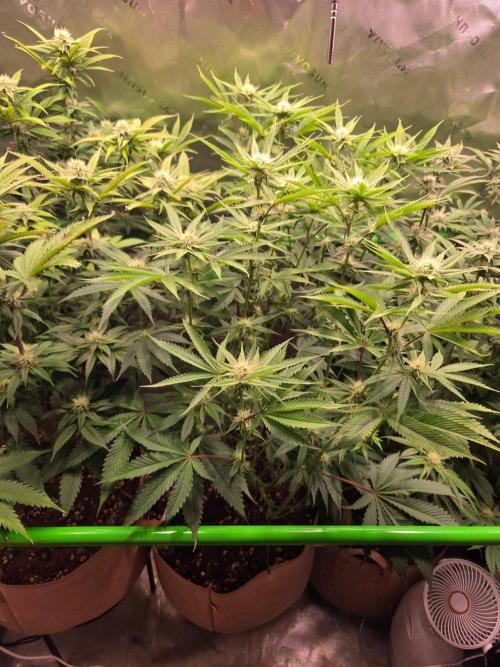 Gorilla Cookies FF-Fastbuds. Week 11