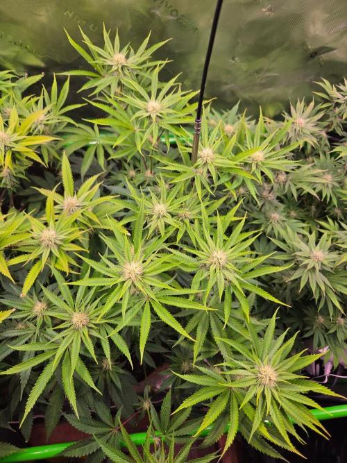 Gorilla Cookies FF-Fastbuds. Week 11
