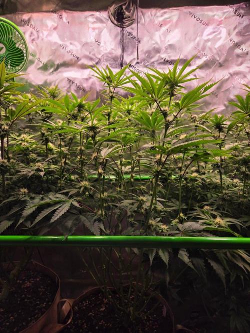 Gorilla Cookies FF-Fastbuds. Week 11