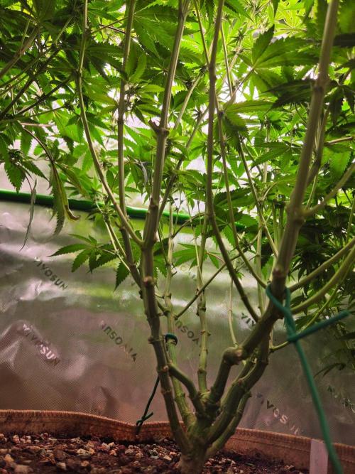 Gorilla Cookies FF-Fastbuds. Week 11
