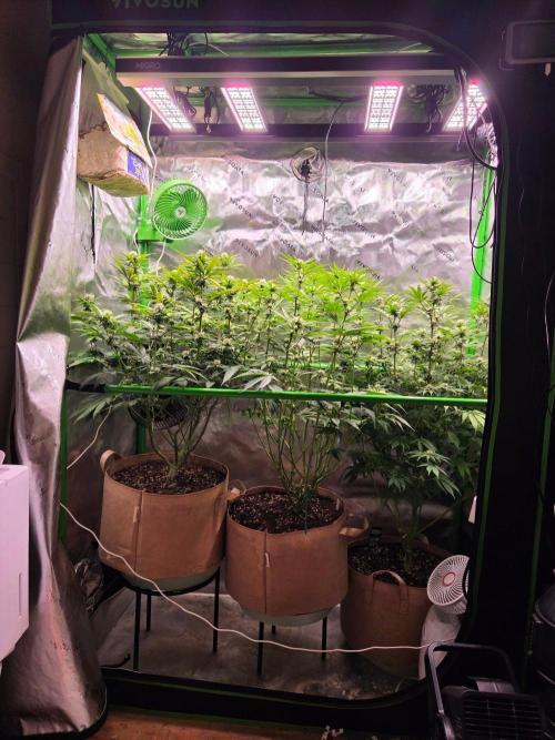 Gorilla Cookies FF-Fastbuds. Week 11