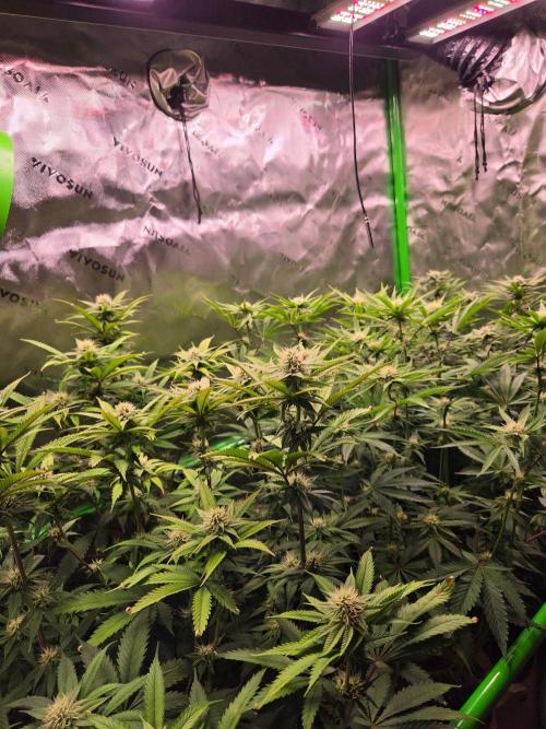 Gorilla Cookies FF-Fastbuds. Week 11