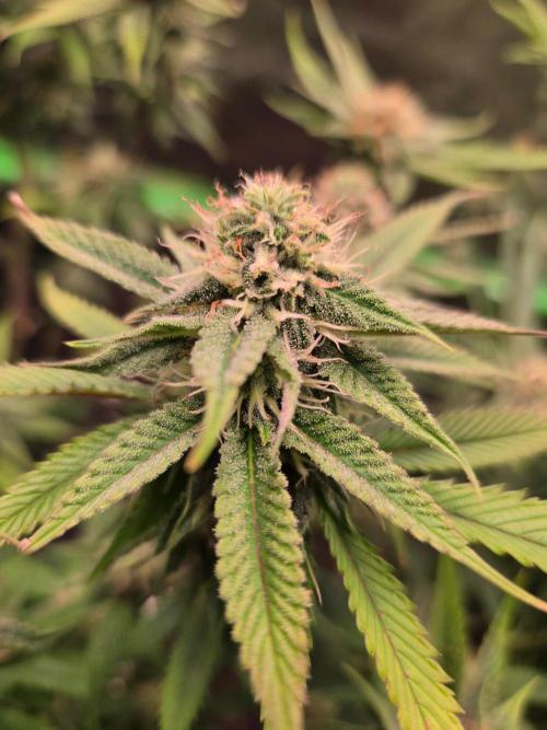 Gorilla Cookies FF-Fastbuds. Week 12