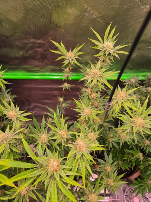 Gorilla Cookies FF-Fastbuds. Week 12