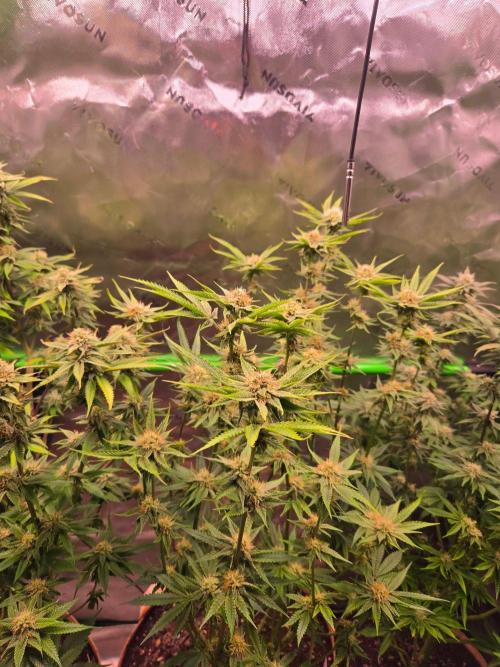 Gorilla Cookies FF-Fastbuds. Week 12