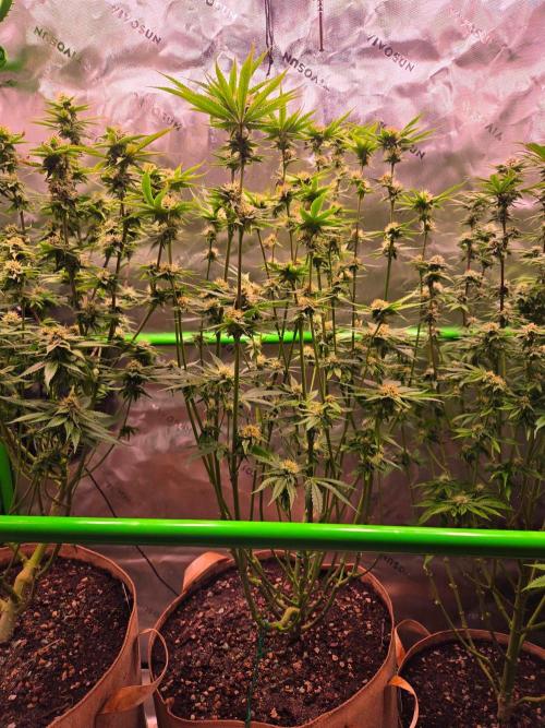 Gorilla Cookies FF-Fastbuds. Week 12