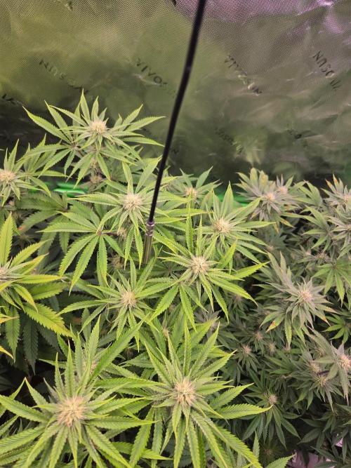 Gorilla Cookies FF-Fastbuds. Week 12