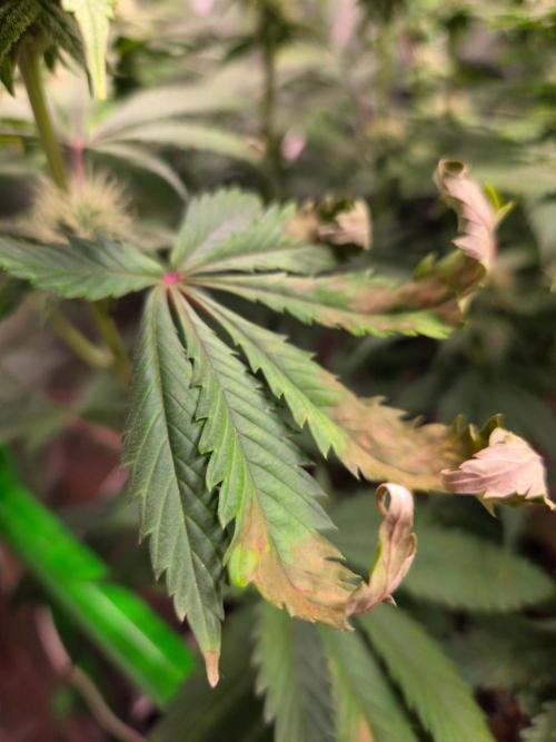Gorilla Cookies FF-Fastbuds. Week 12