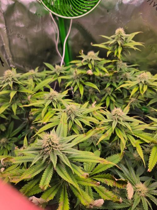 Gorilla Cookies FF-Fastbuds. Week 12