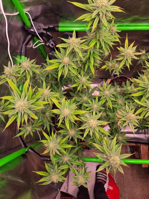 Sour G R1-Ethos. Week 12