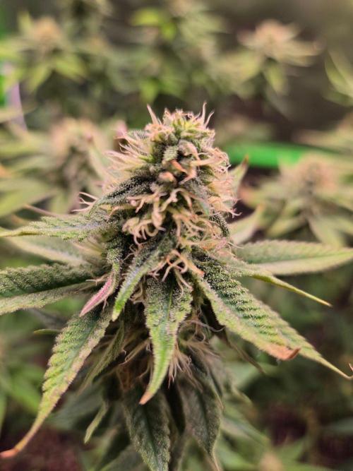 Sour G R1-Ethos. Week 12