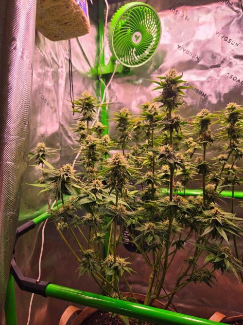 Sour G R1-Ethos. Week 12