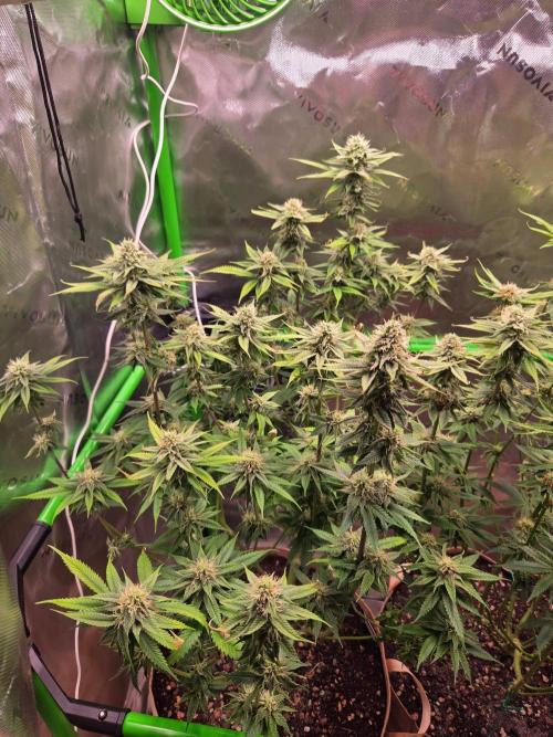 Sour G R1-Ethos. Week 12