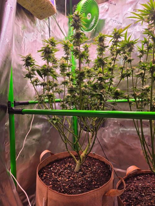 Sour G R1-Ethos. Week 12
