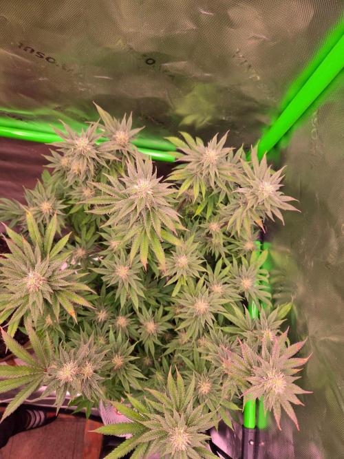 Zkittles X Chama!-Ethos. Week 12