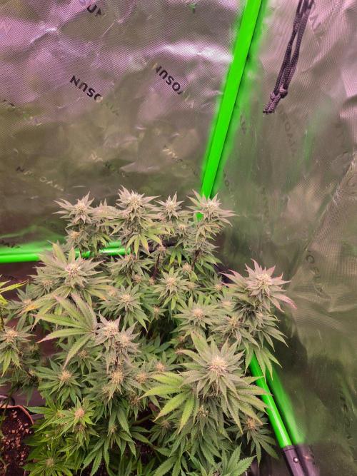 Zkittles X Chama!-Ethos. Week 12