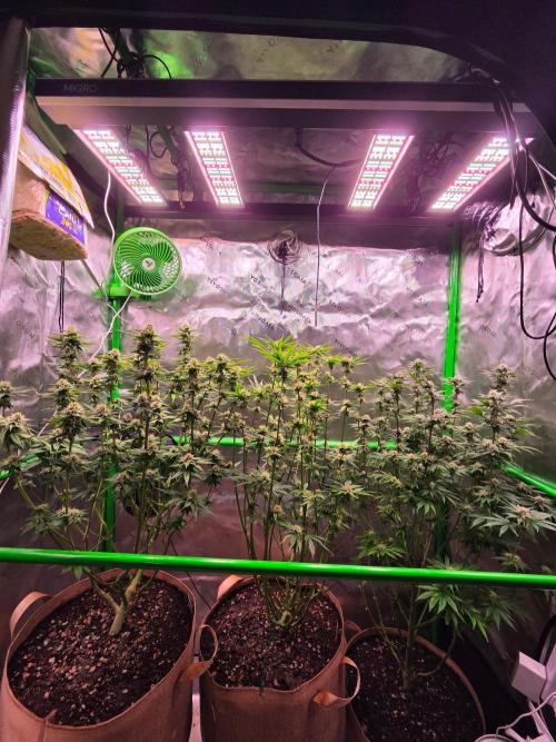 Zkittles X Chama!-Ethos. Week 12