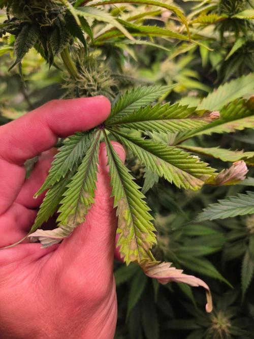 Zkittles X Chama!-Ethos. Week 12