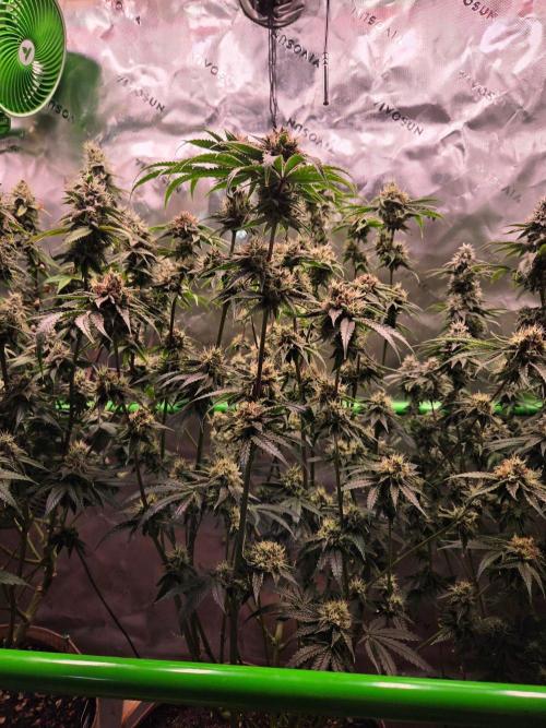 Sour G R1-Ethos. Week 14