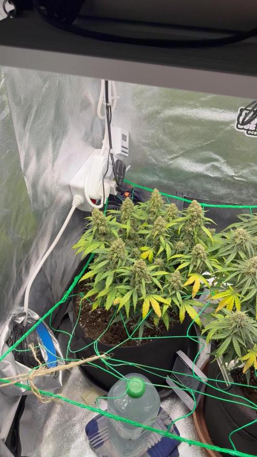 Summer Grow Epsilon F1
