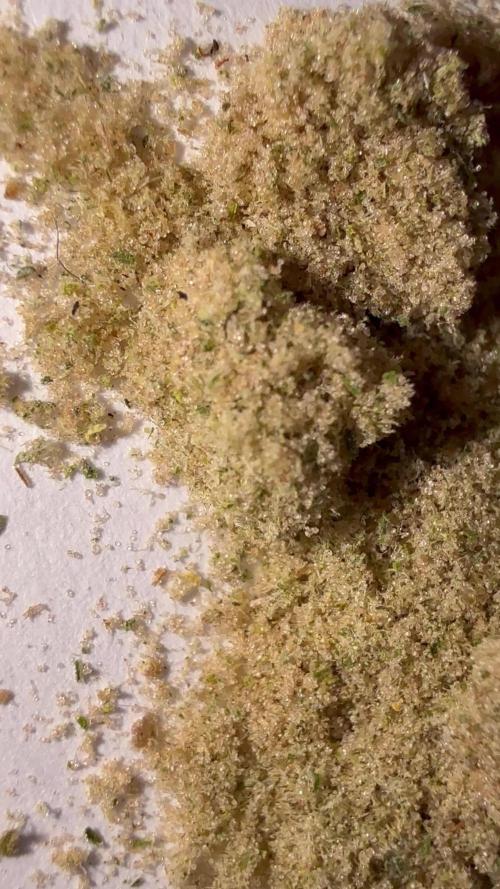 Summer Grow Epsilon F1