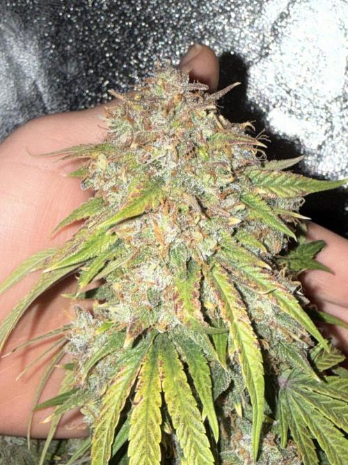 Autumn Grow. Week 10