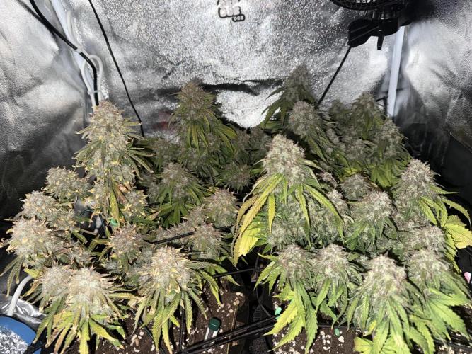 Autumn Grow. Week 10