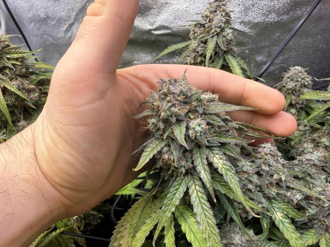 Autumn Grow. Week 10