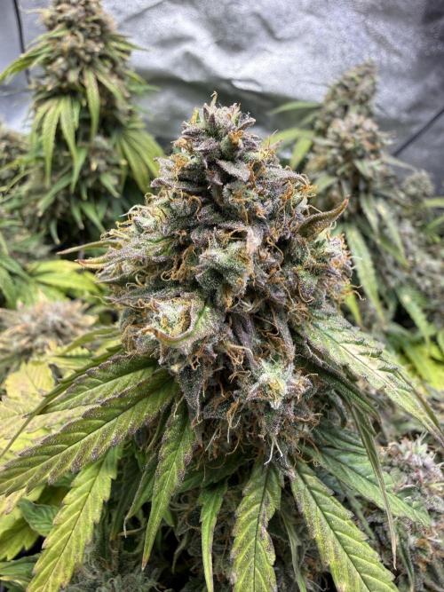 Autumn Grow. Week 10