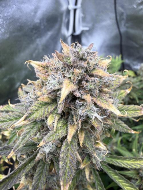 Autumn Grow. Week 10