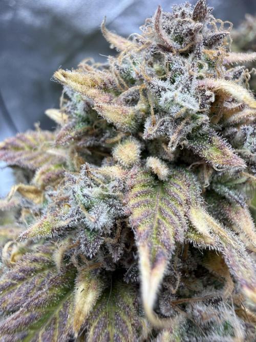 Autumn Grow. Week 10