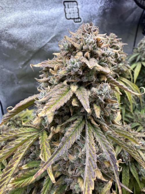 Autumn Grow. Week 10