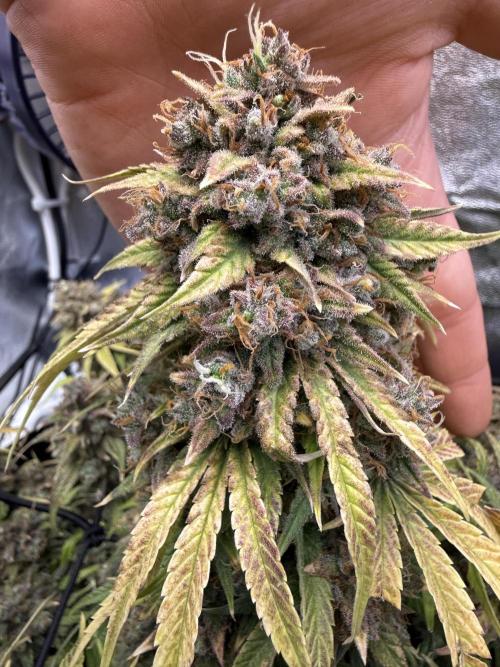 Autumn Grow. Week 11