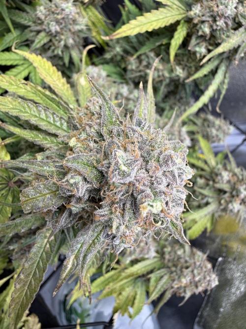 Autumn Grow. Week 11