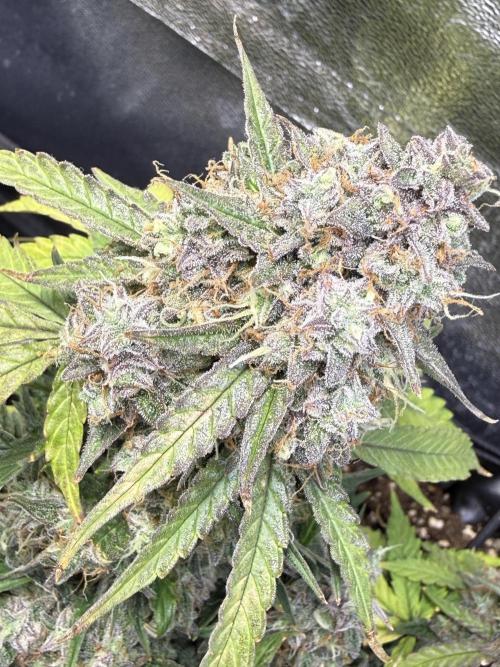 Autumn Grow. Week 11