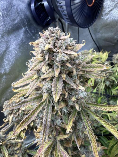 Autumn Grow. Week 11